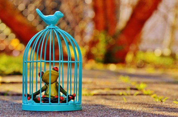 Frog in a cage